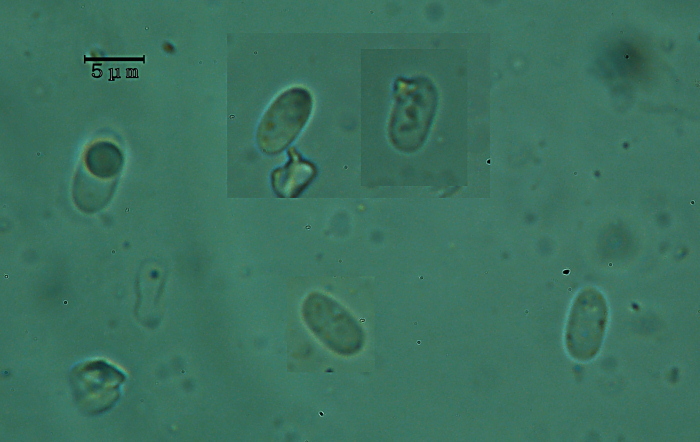 Ricomparsa! (Auriporia aurulenta)